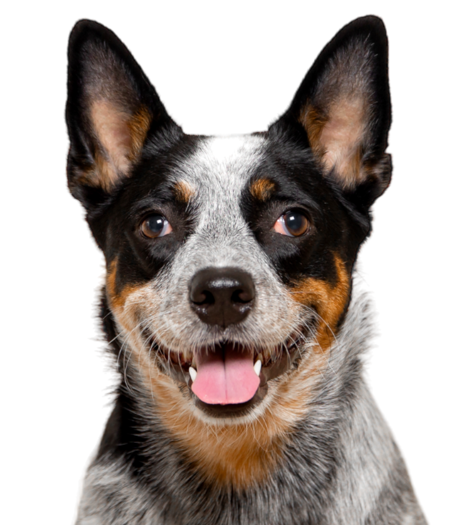 CANEEYE CANEEYE Preventative Eye care for dogs.